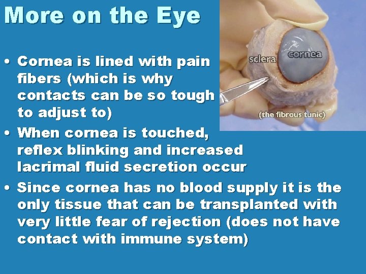 More on the Eye • Cornea is lined with pain fibers (which is why
