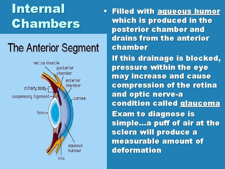Internal Chambers • Filled with aqueous humor which is produced in the posterior chamber