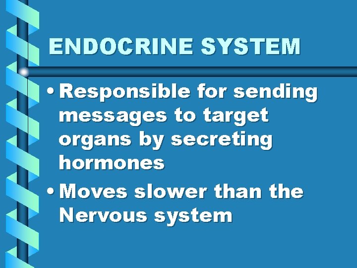 ENDOCRINE SYSTEM • Responsible for sending messages to target organs by secreting hormones •