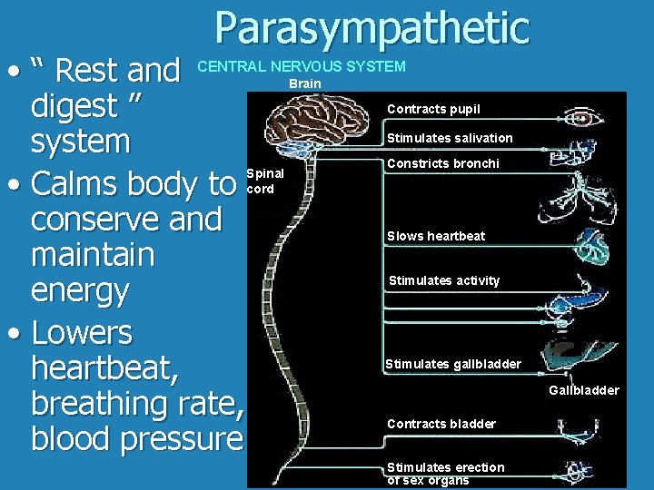 Parasympathetic • “ Rest and CENTRAL NERVOUS SYSTEM digest ” system • Calms body