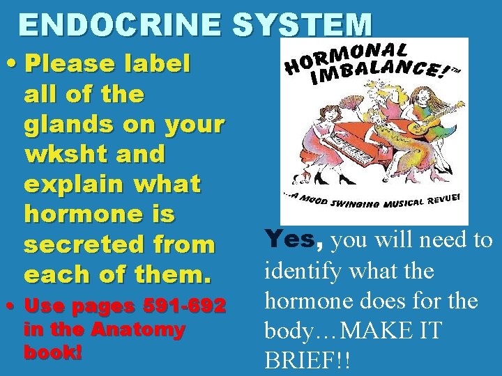 ENDOCRINE SYSTEM • Please label all of the glands on your wksht and explain