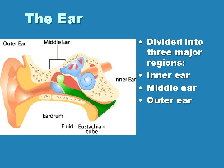 The Ear • Divided into three major regions: • Inner ear • Middle ear