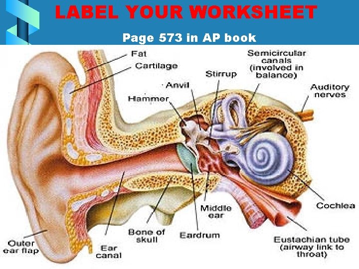 LABEL YOUR WORKSHEET Page 573 in AP book • 