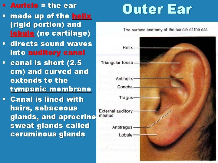  • Auricle = the ear • made up of the helix (rigid portion)