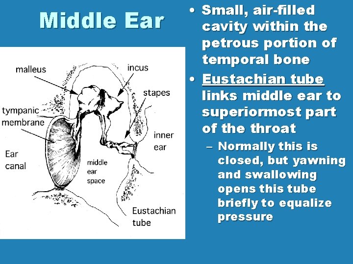Middle Ear • Small, air-filled cavity within the petrous portion of temporal bone •