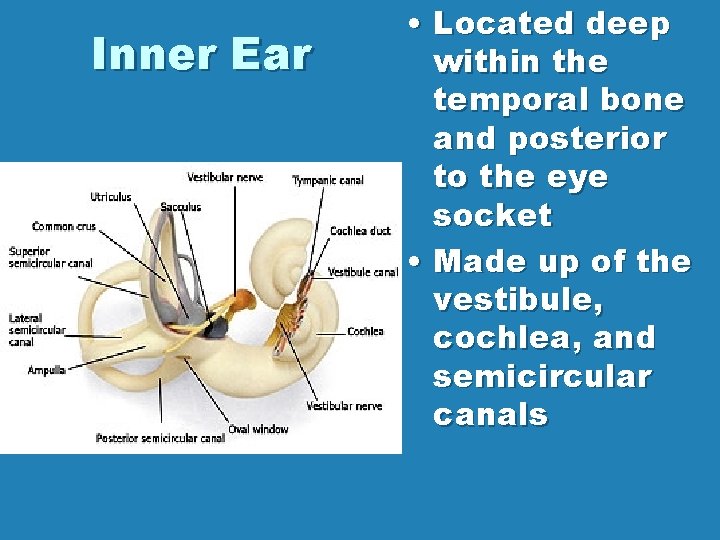 Inner Ear • Located deep within the temporal bone and posterior to the eye