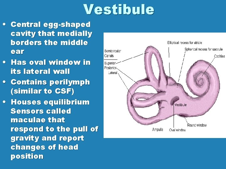 Vestibule • Central egg-shaped cavity that medially borders the middle ear • Has oval