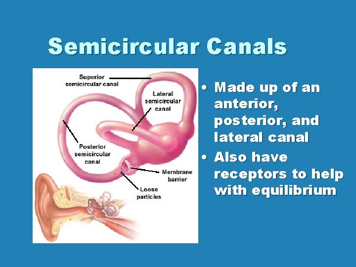 Semicircular Canals • Made up of an anterior, posterior, and lateral canal • Also