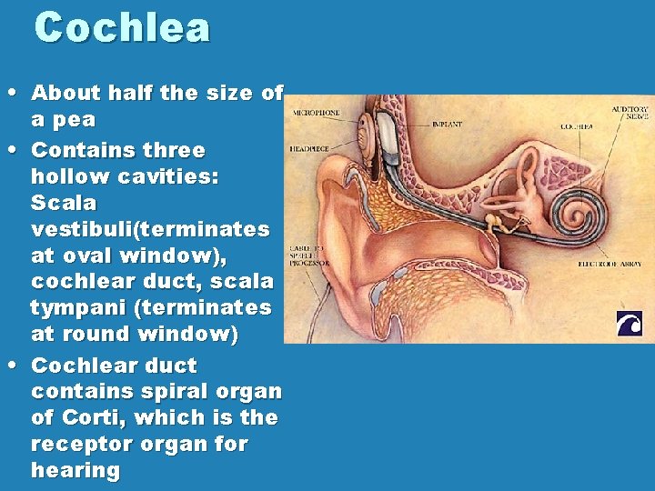 Cochlea • About half the size of a pea • Contains three hollow cavities: