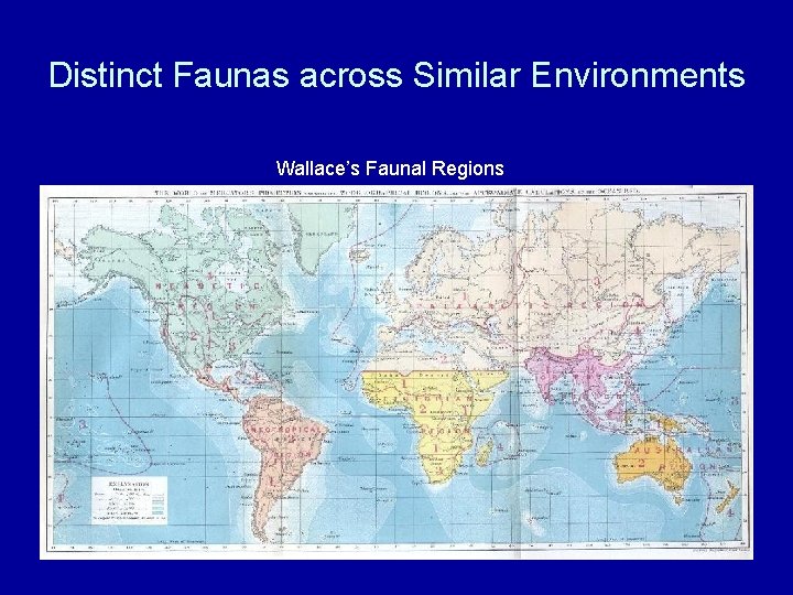 Distinct Faunas across Similar Environments Wallace’s Faunal Regions 