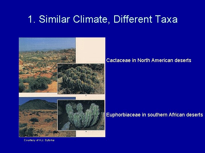 1. Similar Climate, Different Taxa Cactaceae in North American deserts Euphorbiaceae in southern African