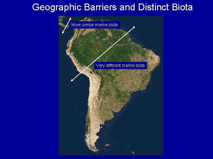 Geographic Barriers and Distinct Biota More similar marine biota Very different marine biota 