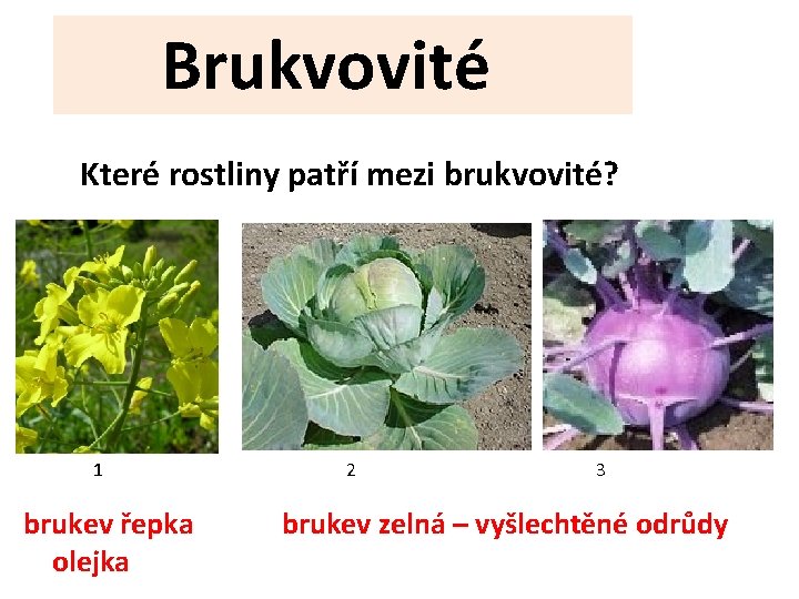 Brukvovité Které rostliny patří mezi brukvovité? 1 brukev řepka olejka 2 3 brukev zelná