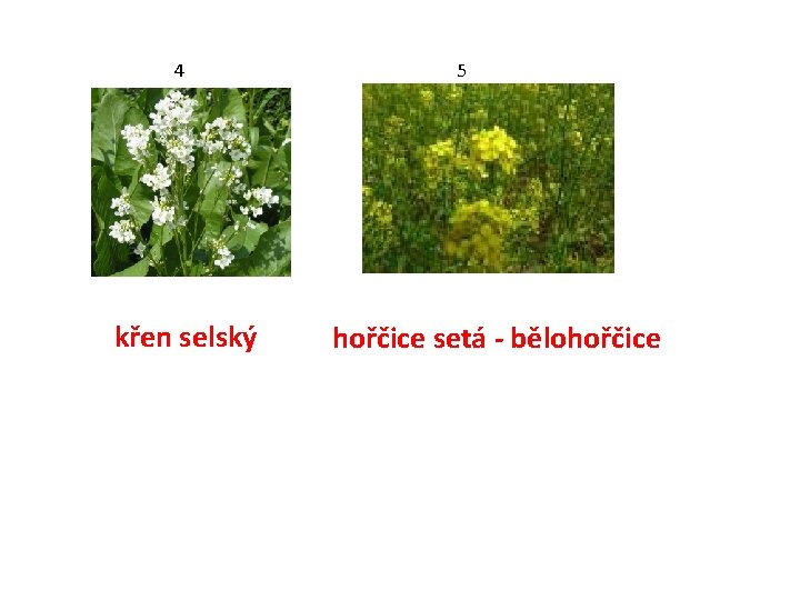 4 křen selský 5 hořčice setá - bělohořčice 