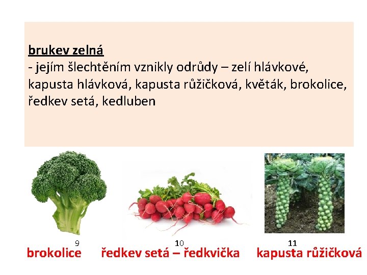 brukev zelná - jejím šlechtěním vznikly odrůdy – zelí hlávkové, kapusta hlávková, kapusta růžičková,