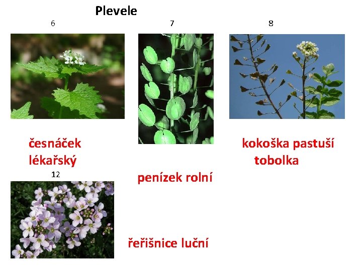 6 Plevele 7 česnáček lékařský 12 8 kokoška pastuší tobolka penízek rolní řeřišnice luční