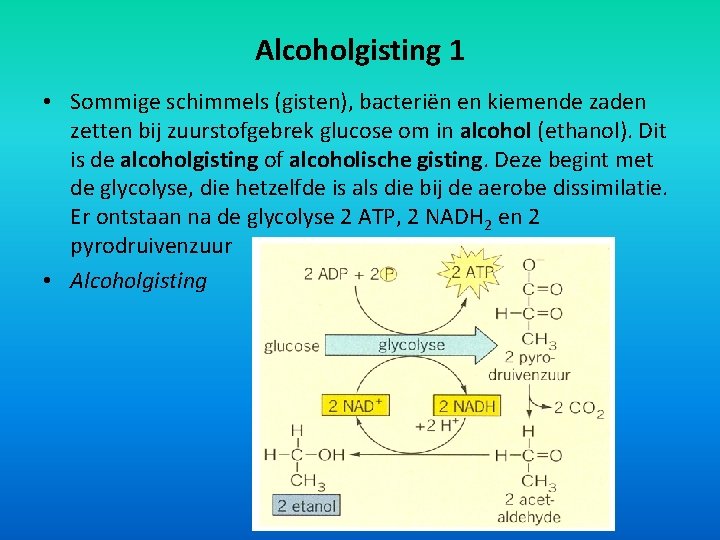 Alcoholgisting 1 • Sommige schimmels (gisten), bacteriën en kiemende zaden zetten bij zuurstofgebrek glucose