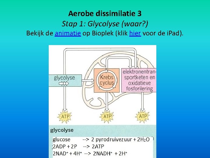 Aerobe dissimilatie 3 Stap 1: Glycolyse (waar? ) Bekijk de animatie op Bioplek (klik