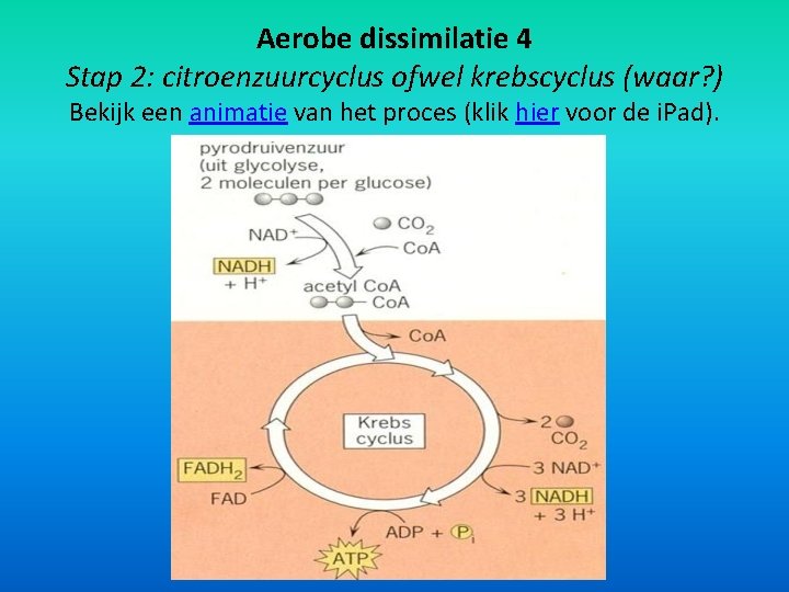 Aerobe dissimilatie 4 Stap 2: citroenzuurcyclus ofwel krebscyclus (waar? ) Bekijk een animatie van