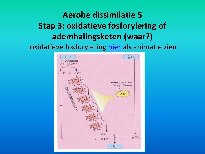 Aerobe dissimilatie 5 Stap 3: oxidatieve fosforylering of ademhalingsketen (waar? ) oxidatieve fosforylering hier