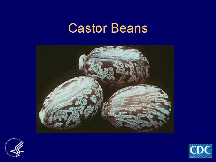 Castor Beans 