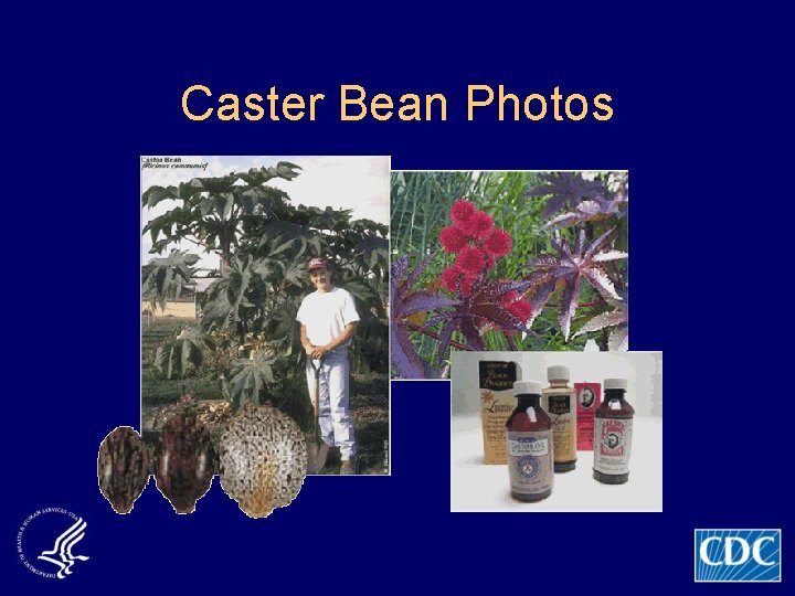 Caster Bean Photos 