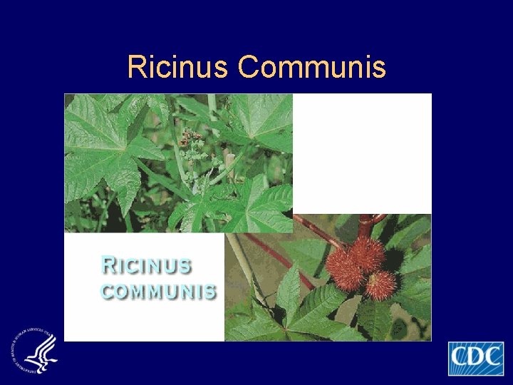 Ricinus Communis 