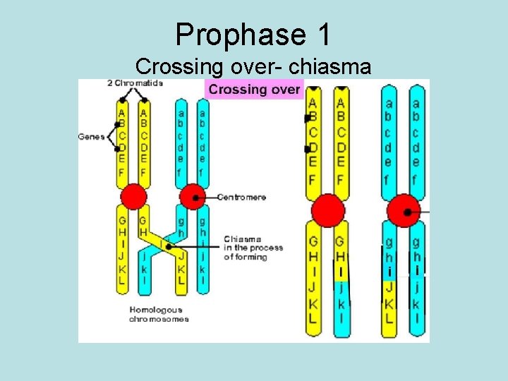 Prophase 1 Crossing over- chiasma 