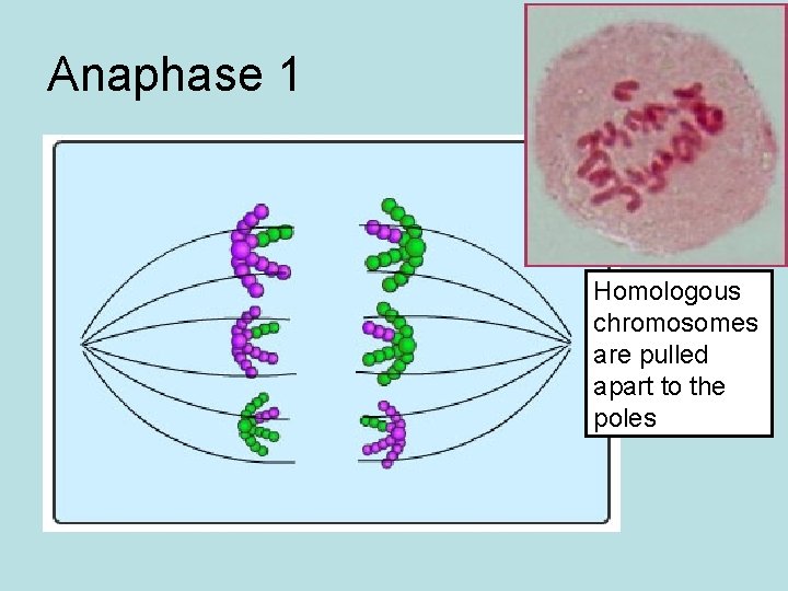 Anaphase 1 Homologous chromosomes are pulled apart to the poles 
