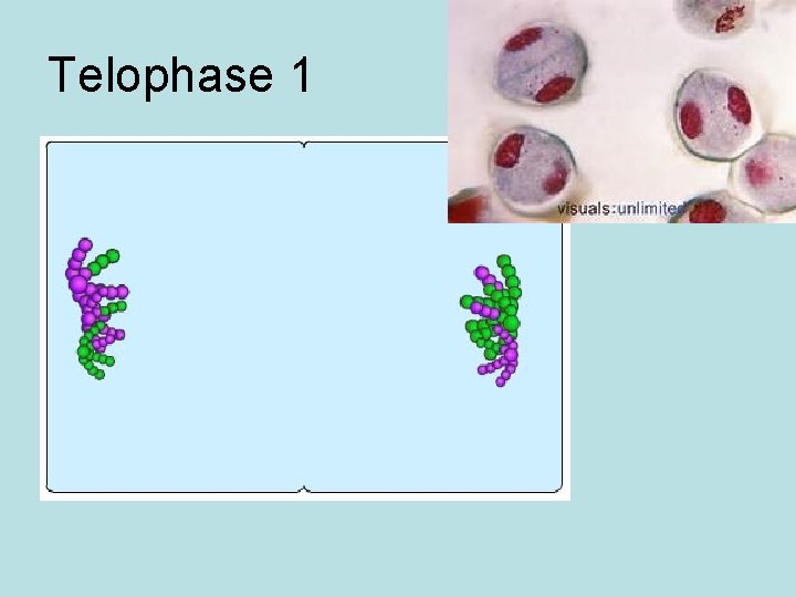 Telophase 1 