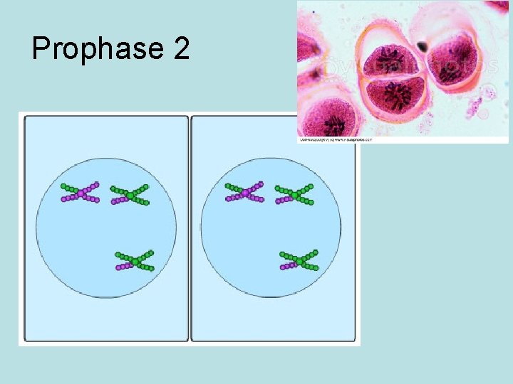 Prophase 2 