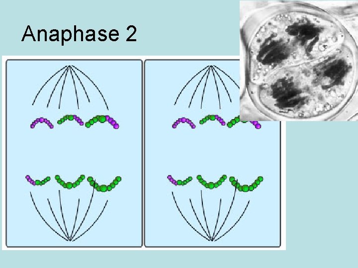 Anaphase 2 