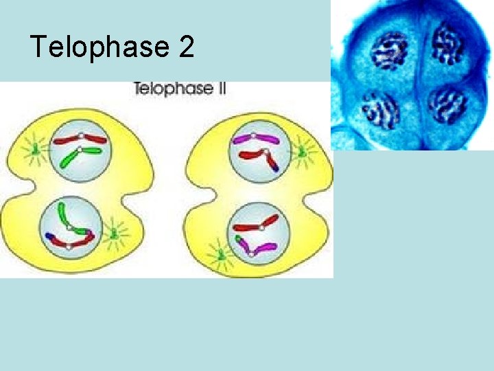 Telophase 2 