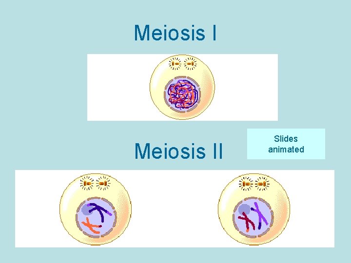 Meiosis II Slides animated 