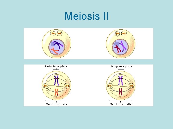 Meiosis II 
