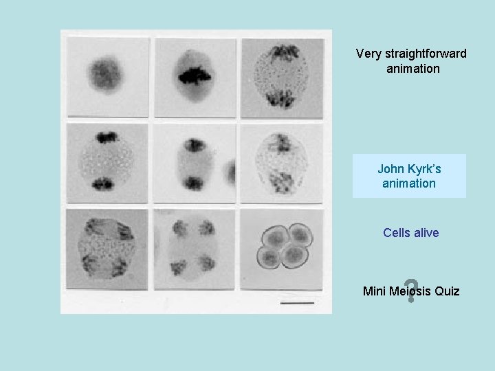 Very straightforward animation John Kyrk’s animation Cells alive Mini Meiosis Quiz 