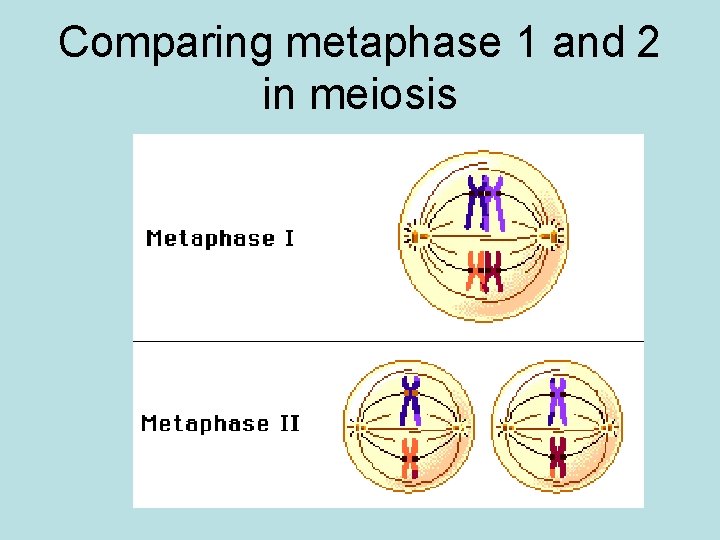 Comparing metaphase 1 and 2 in meiosis 