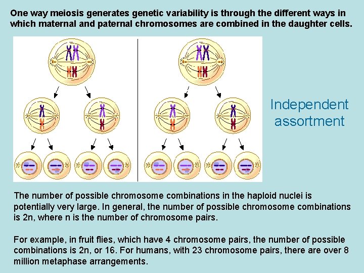 One way meiosis generates genetic variability is through the different ways in which maternal