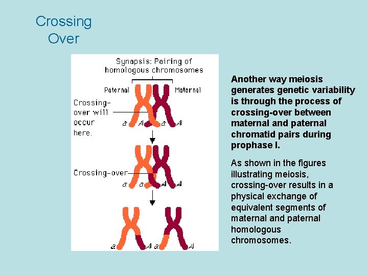 Crossing Over Another way meiosis generates genetic variability is through the process of crossing-over
