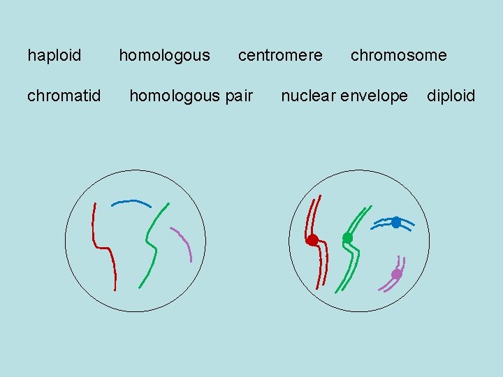 haploid chromatid homologous centromere homologous pair chromosome nuclear envelope diploid 