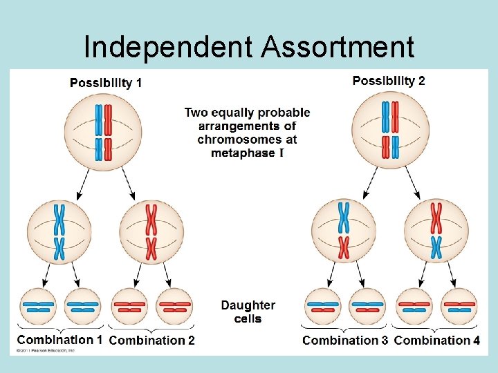 Independent Assortment 