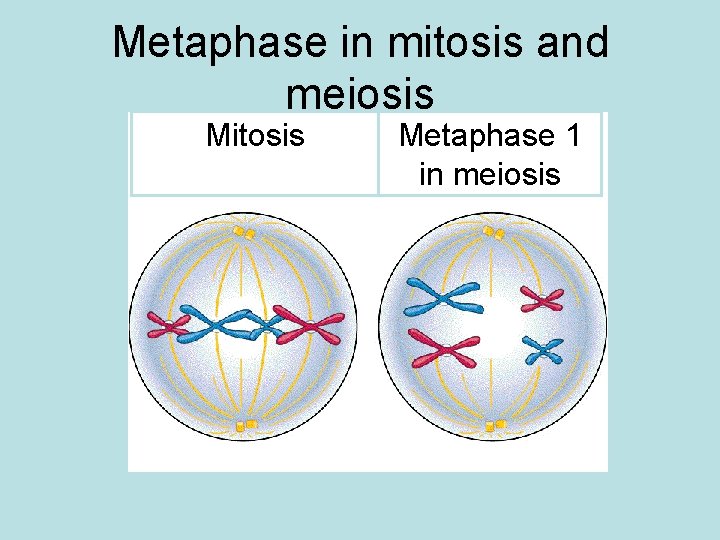 Metaphase in mitosis and meiosis Mitosis Metaphase 1 in meiosis 