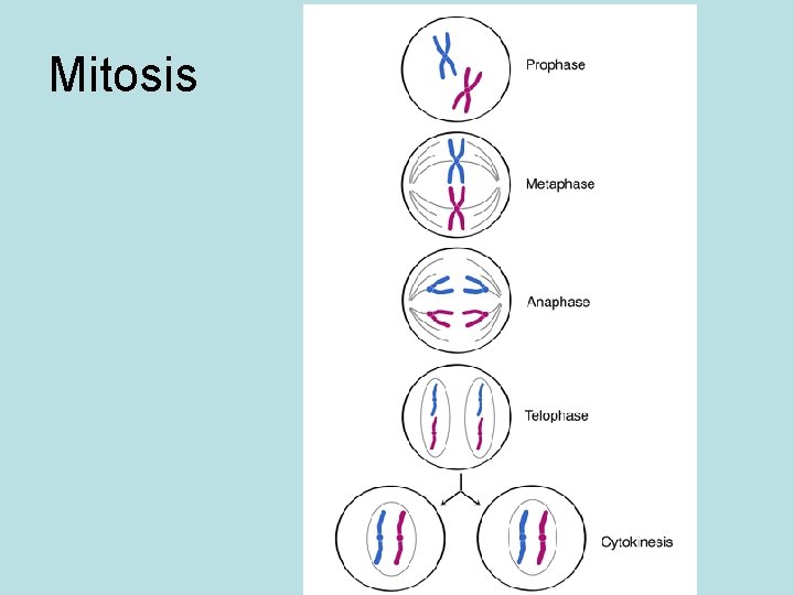 Mitosis 