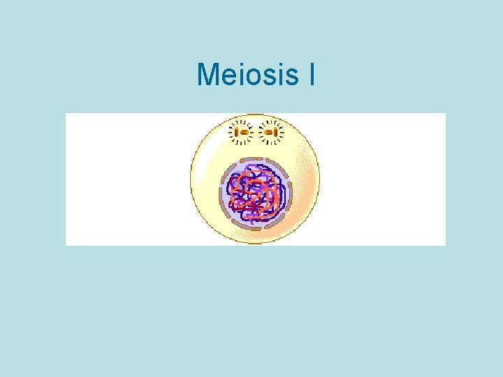 Meiosis I 