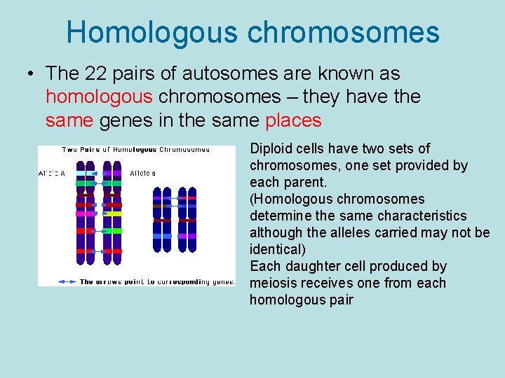 Homologous chromosomes • The 22 pairs of autosomes are known as homologous chromosomes –