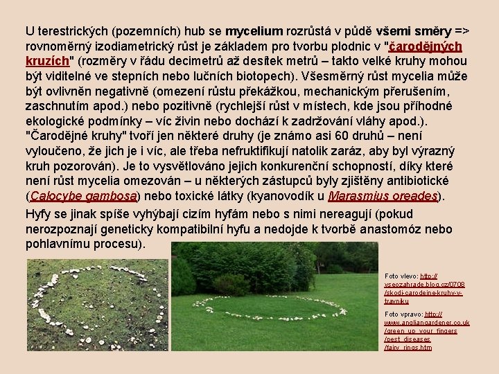 U terestrických (pozemních) hub se mycelium rozrůstá v půdě všemi směry => rovnoměrný izodiametrický