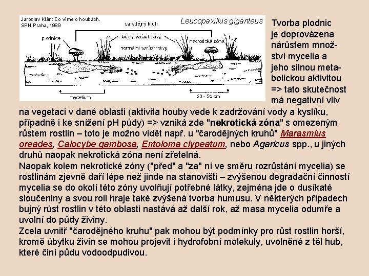 Jaroslav Klán: Co víme o houbách. SPN Praha, 1989 Leucopaxillus giganteus Tvorba plodnic je