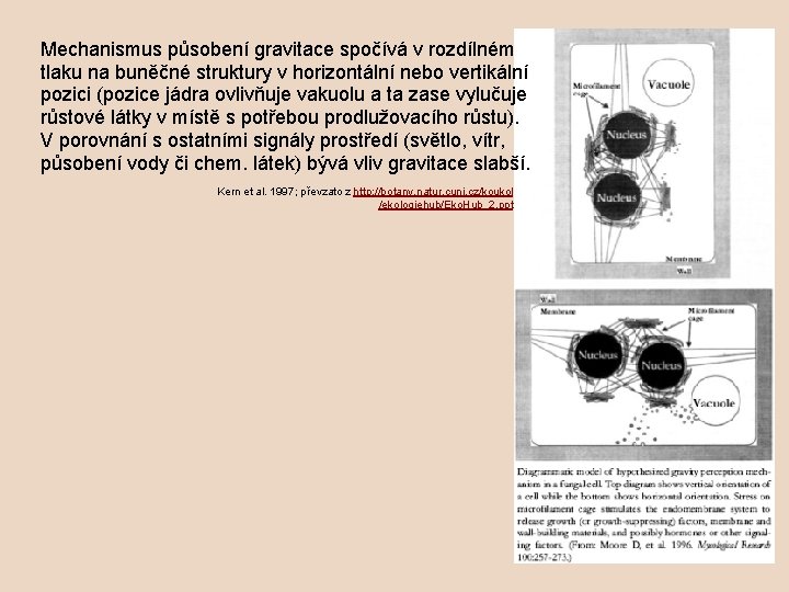 Mechanismus působení gravitace spočívá v rozdílném tlaku na buněčné struktury v horizontální nebo vertikální