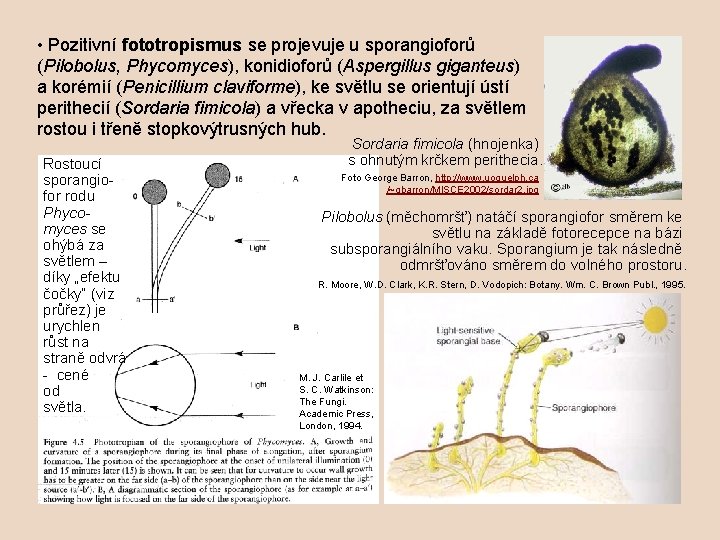  • Pozitivní fototropismus se projevuje u sporangioforů (Pilobolus, Phycomyces), konidioforů (Aspergillus giganteus) a