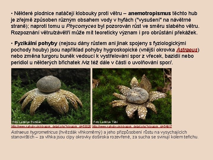  • Některé plodnice natáčejí klobouky proti větru – anemotropismus těchto hub je zřejmě